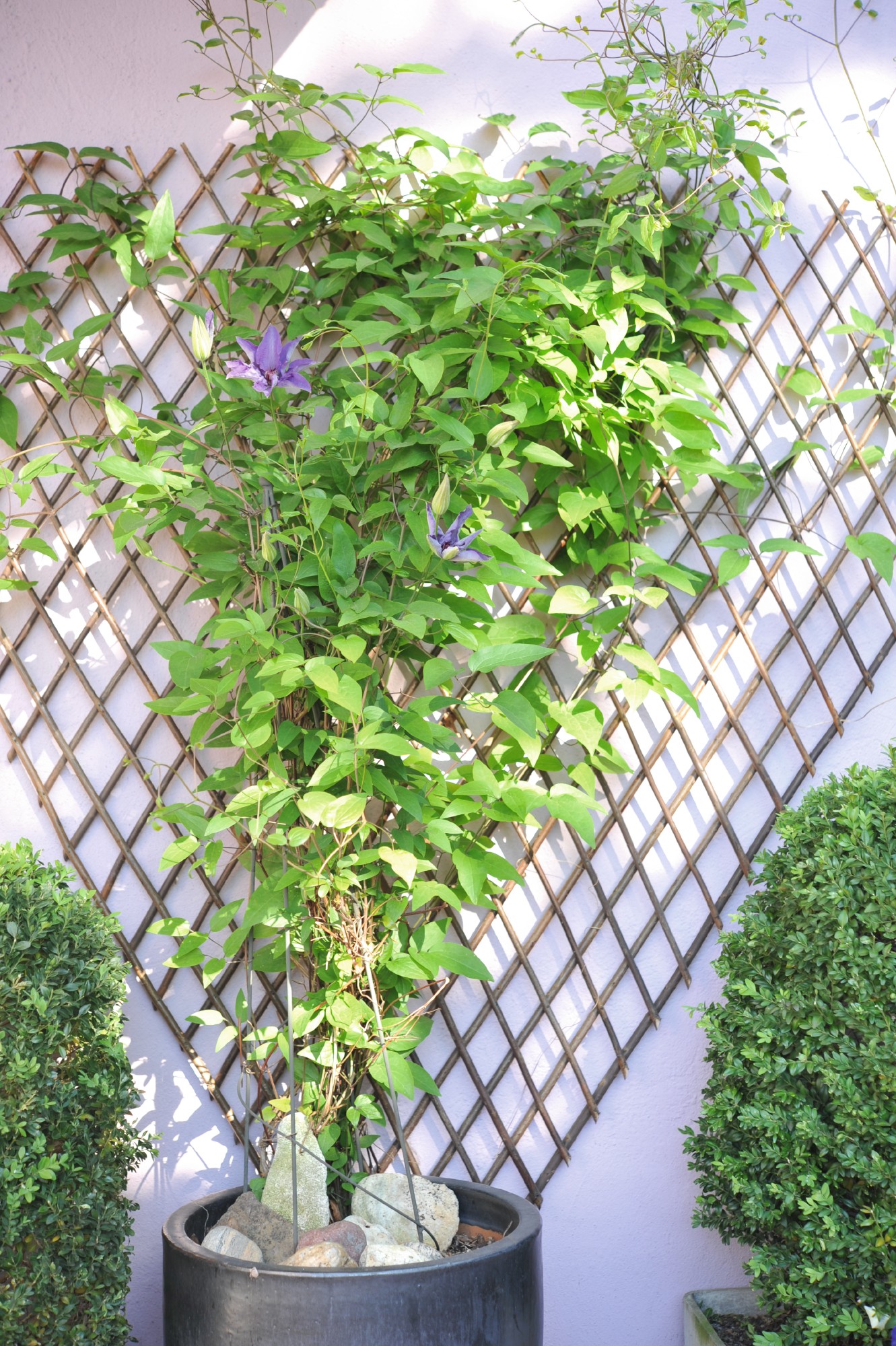 Rankgitter in Fächerform, B 90 cm, H 180 cm