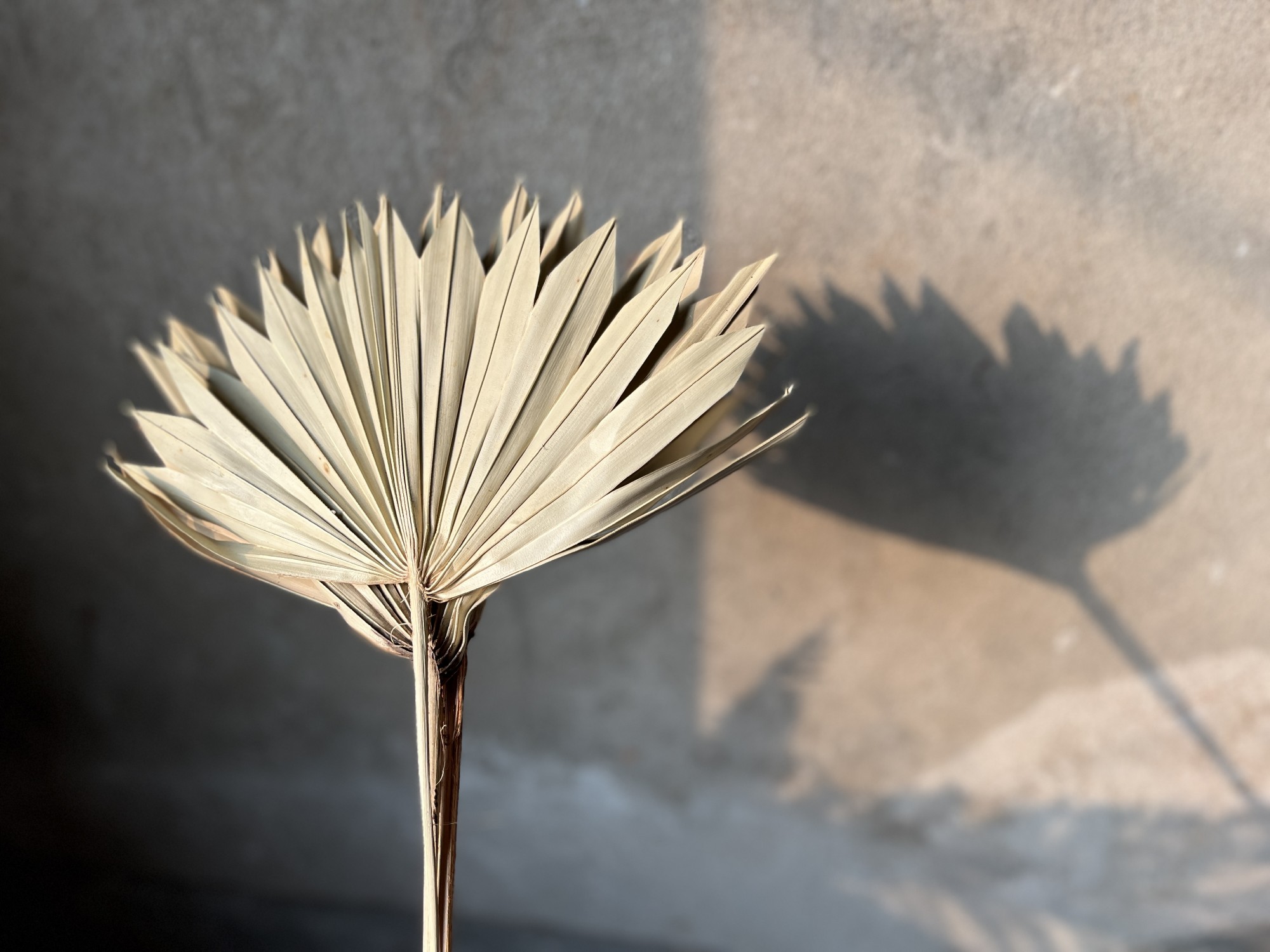 Palmblatt-Trio, natur, H 45-60 cm