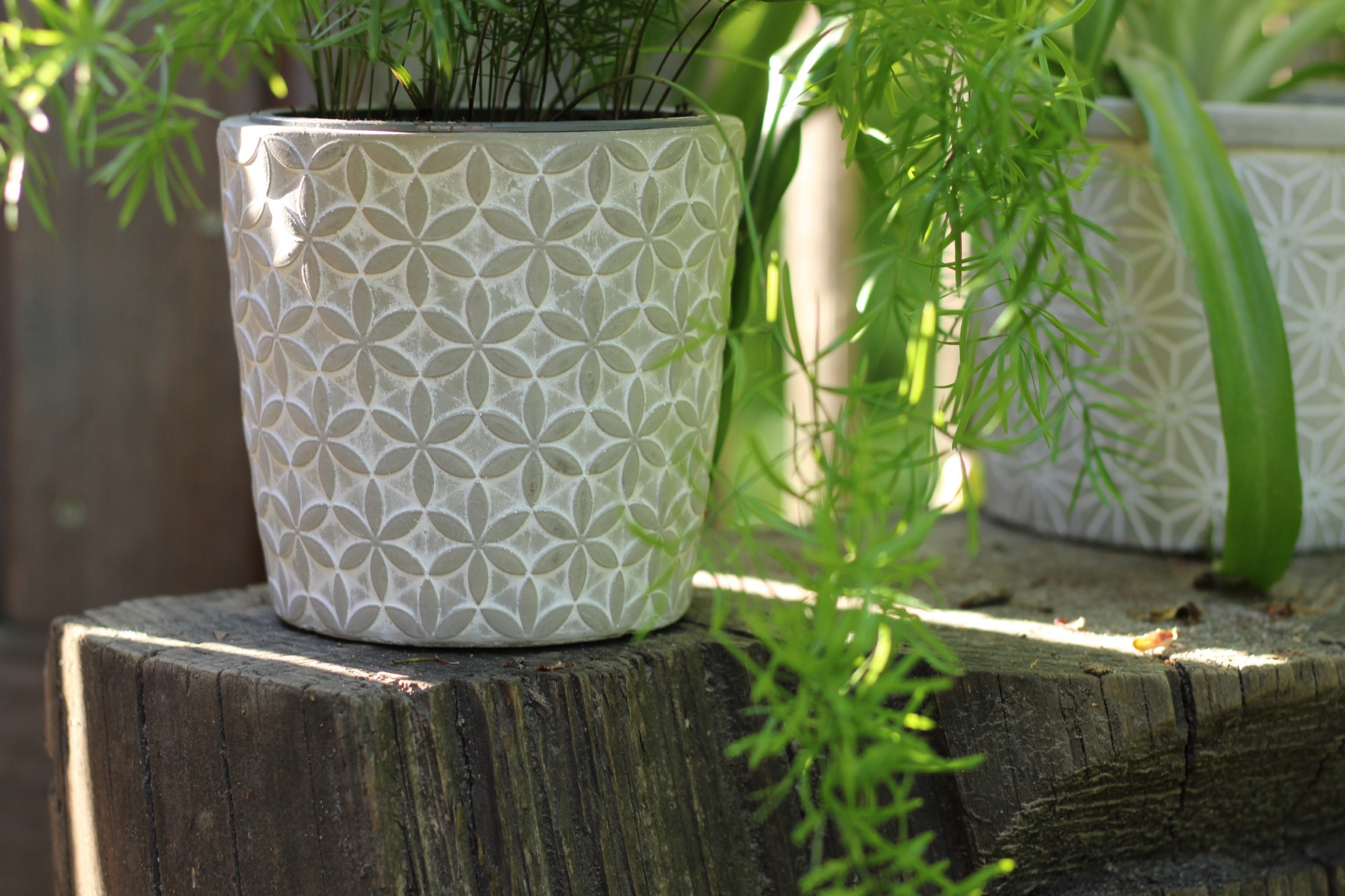 Zementtopf 'Sternblume', grau-weiß, Ø 13,5 cm, H 12,5 cm