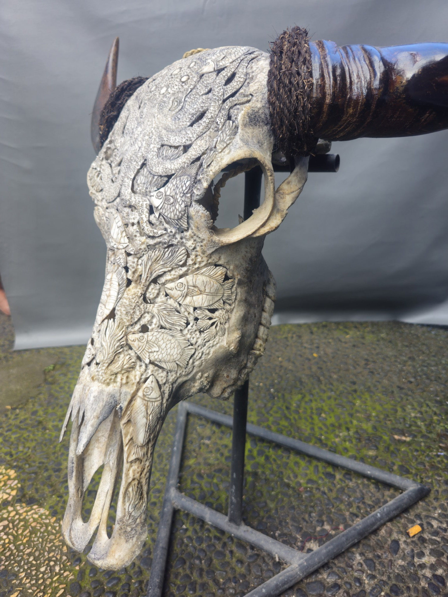 Büffelschädel 'Octopus', B ca. 80 cm, T ca. 30 cm, H ca. 50 cm