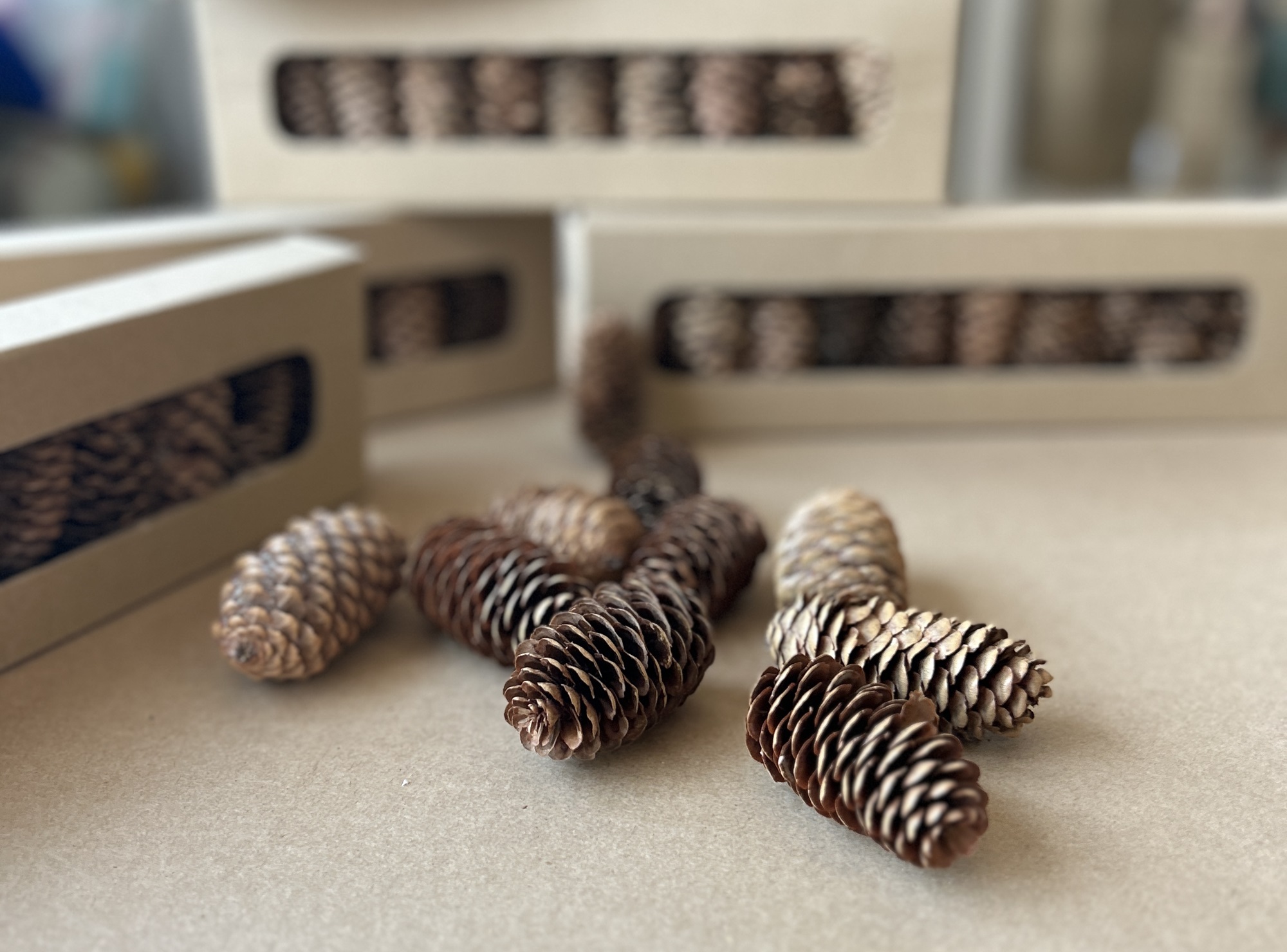 Pinienzapfen 10er Pack natur