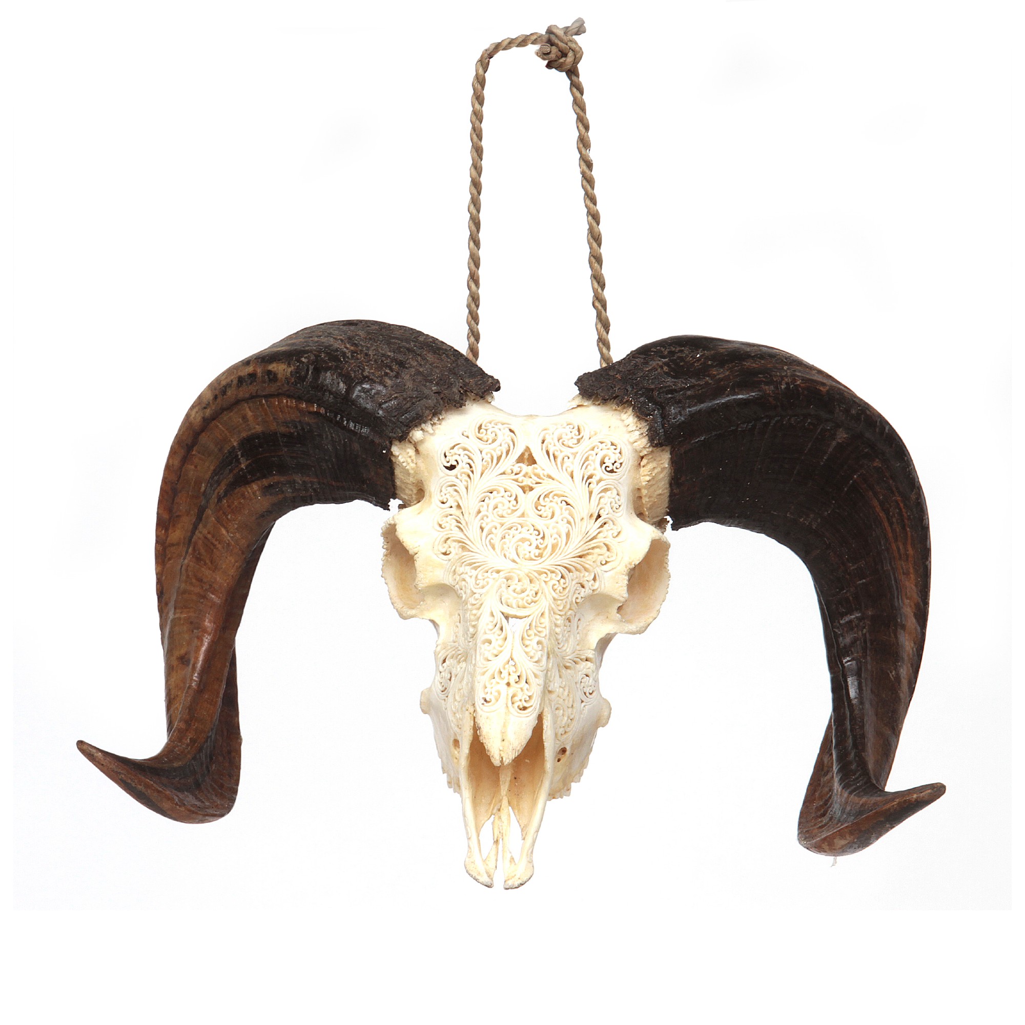 Widderschädel 'Ram', natur, B 60 cm, H 40 cm, L 30 cm