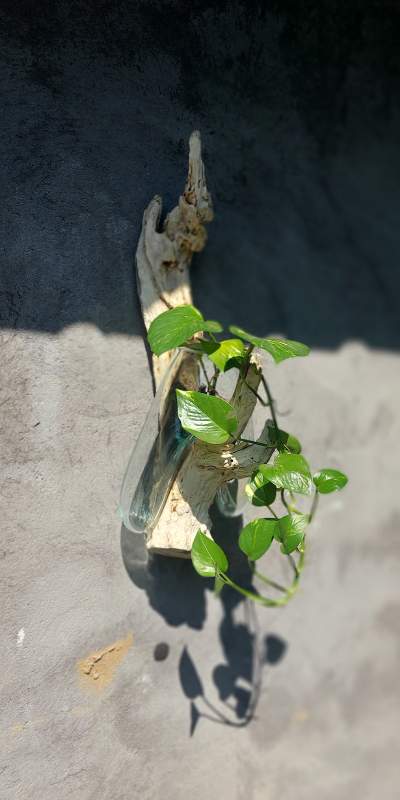 Wurzelholz-Glasvase Wandaufhängung, Größe 'M', B 12-15 cm, H 37-50 cm, T 20-22 cm