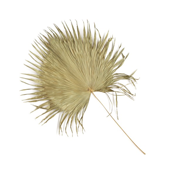 Palmblatt natur, Ø min. 40 cm, H ca. 110 cm