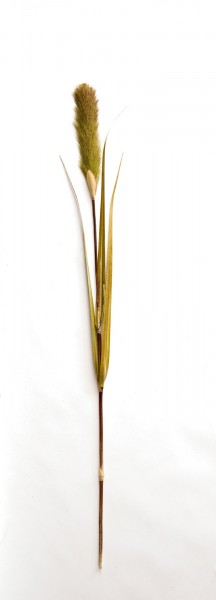 Schilfgras mit Blüte, grün, H ca. 150 cm