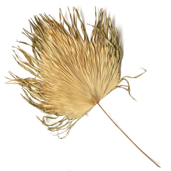 Palmblatt natur, Ø min. 50 cm, H ca. 120 cm