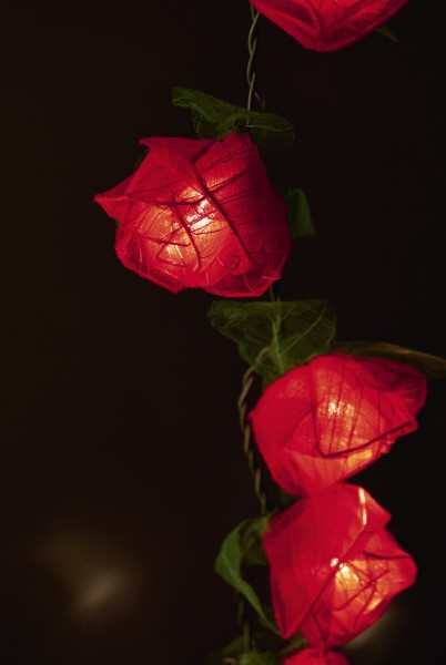 Lichterkette Rose 35er, montiert, LED, rot, T 470 cm