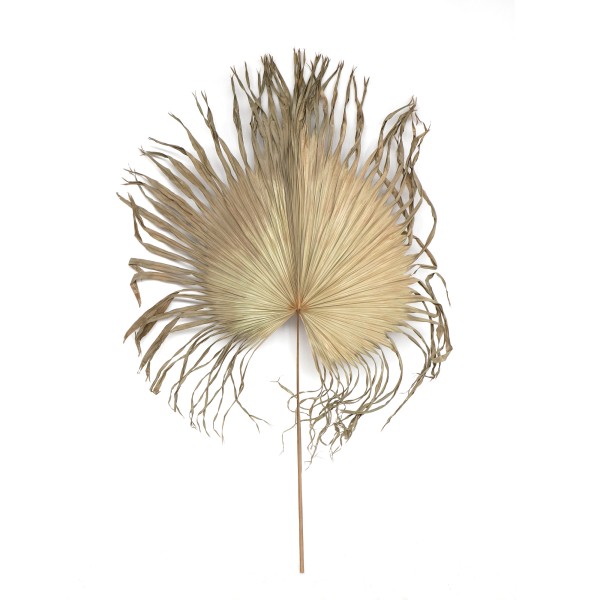 Palmenblatt natur, H 120 cm, B 60 cm